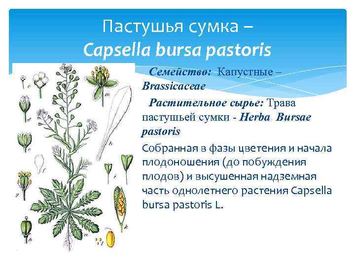 Пастушья сумка – Capsella bursa pastoris Семейство: Капустные – Brassicaceae Растительное сырье: Трава пастушьей