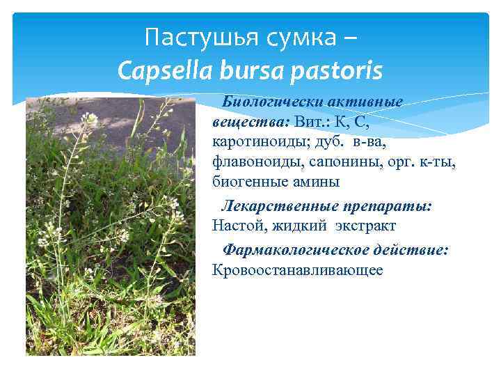 Пастушья сумка – Capsella bursa pastoris Биологически активные вещества: Вит. : К, С, каротиноиды;