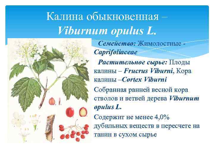 Калина обыкновенная – Viburnum opulus L. Семейство: Жимолостные Caprifoliaceae Растительное сырье: Плоды калины –