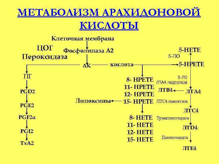 МЕТАБОЛИЗМ АРАХИДОНОВОЙ КИСЛОТЫ Клеточная мембрана ЦОГ Фосфолипаза А 2 Пероксидаза АК PGI 2 Тх.