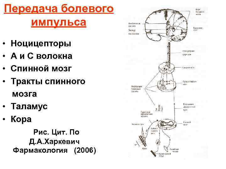Передача болевого импульса • Ноцицепторы • А и С волокна • Спинной мозг •