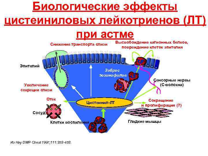 Биологические эффекты цистеиниловых лейкотриенов (ЛТ) при астме Снижение транспорта слизи Эпителий Высвобождение катионных белков,