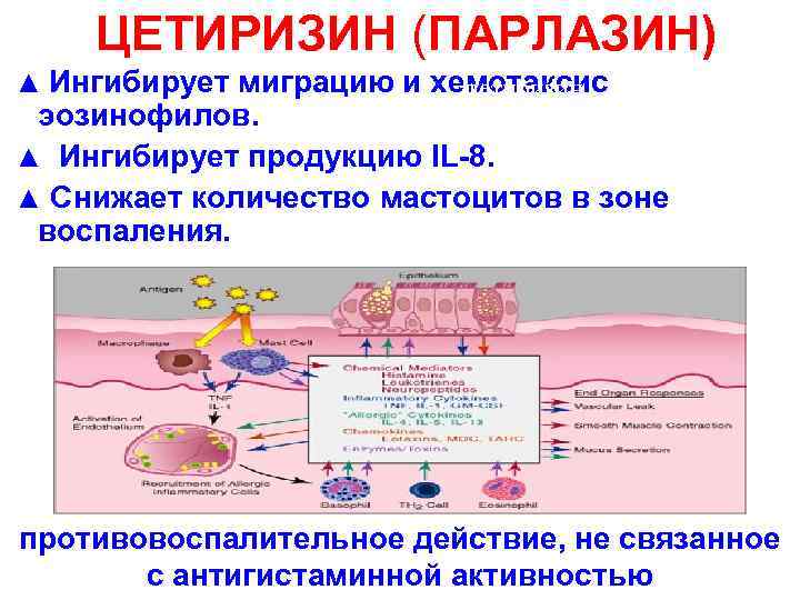 ЦЕТИРИЗИН (ПАРЛАЗИН) ПАРЛАЗИН ® ▲ Ингибирует миграцию и хемотаксис цетиризин эозинофилов. противовоспалительное действие ▲