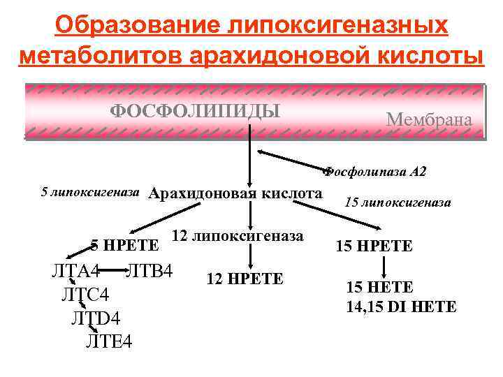 Арахидоновая кислота купить