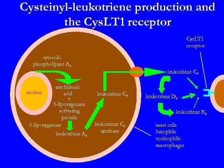 Cysteinyl-leukotriene production and the Cys. LT 1 receptor cytosolic phospholipase A 2 leukotriene C