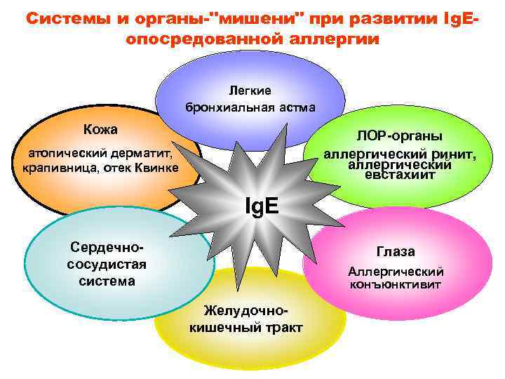 Системы и органы-"мишени" при развитии Ig. Eопосредованной аллергии Легкие бронхиальная астма Кожа ЛОР-органы аллергический