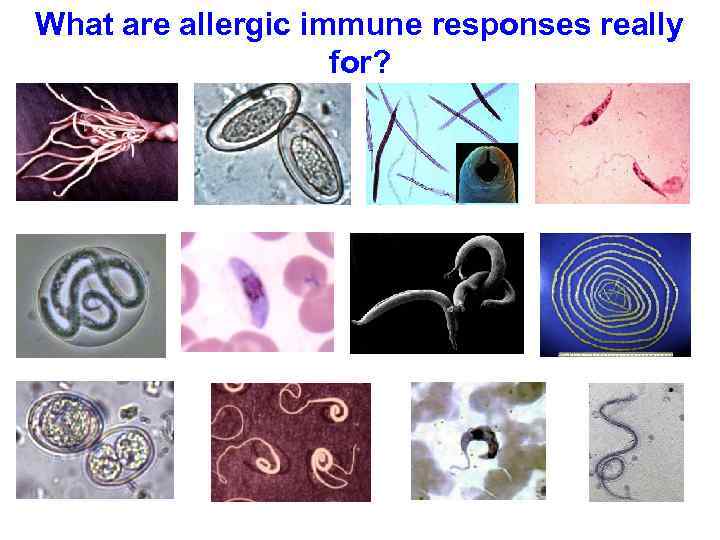 What are allergic immune responses really for? Ascaris Onchocerca Toxoplasma Enterobious Plasmodium Trichuris Hookworm