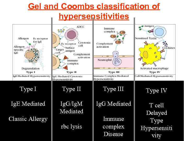 Gel and Coombs classification of hypersensitivities Type III Type IV Ig. E Mediated Ig.