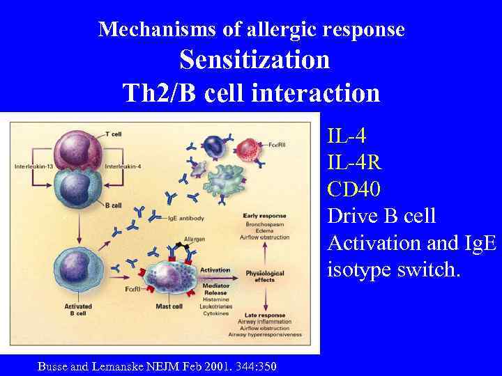 Mechanisms of allergic response Sensitization Th 2/B cell interaction IL-4 R CD 40 Drive