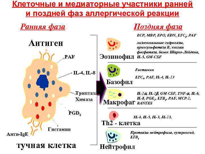 Клеточные и медиаторные участники ранней и поздней фаз аллергической реакции Ранняя фаза Поздняя фаза