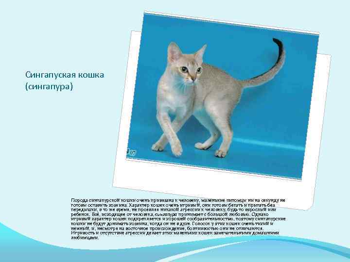 Сингапуская кошка (сингапура) Порода сингапурской кошки очень привязана к человеку, маленькие питомцы ни на