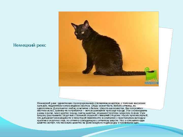 Немецкий рекс удивительно пропорционально сложенное животное, с тонкими высокими лапками, недлинным конусовидным хвостом. Окрас