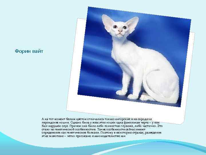 Форин вайт А на тот момент белым цветом отличались только ангорские и их сородичи