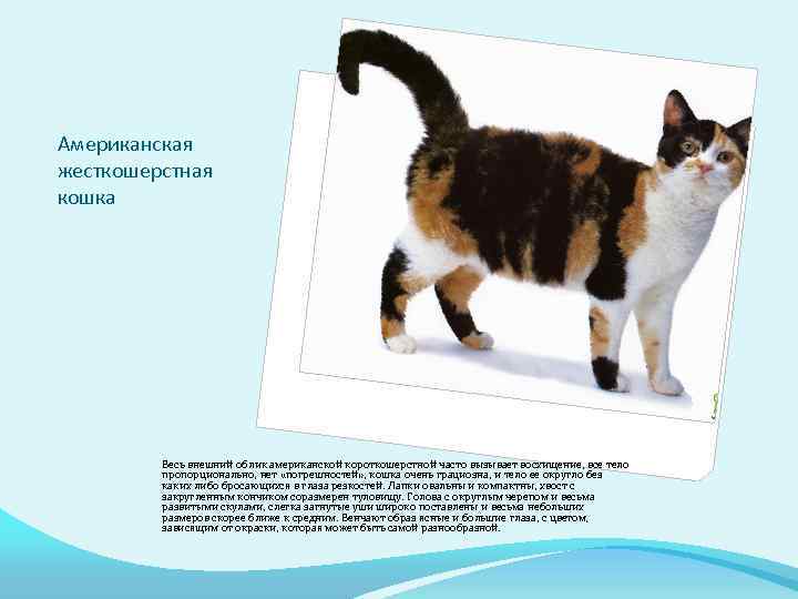 Американская жесткошерстная кошка Весь внешний облик американской короткошерстной часто вызывает восхищение, все тело пропорционально,