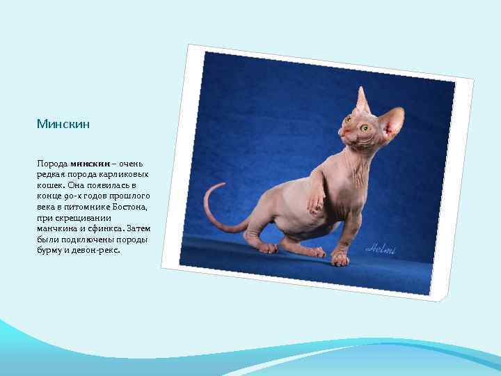 Минскин Порода минскин – очень редкая порода карликовых кошек. Она появилась в конце 90
