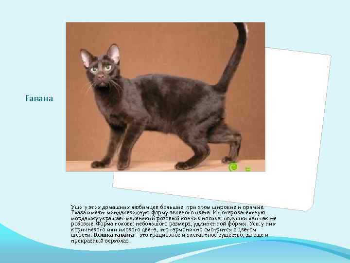 Гавана Уши у этих домашних любимцев большие, при этом широкие и прямые. Глаза имеют
