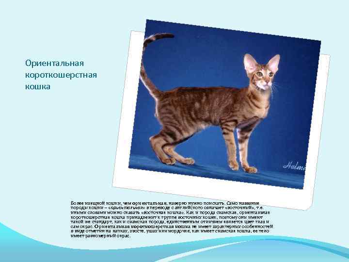 Ориентальная короткошерстная кошка Более изящной кошки, чем ориентальная, наверно нужно поискать. Само название породы