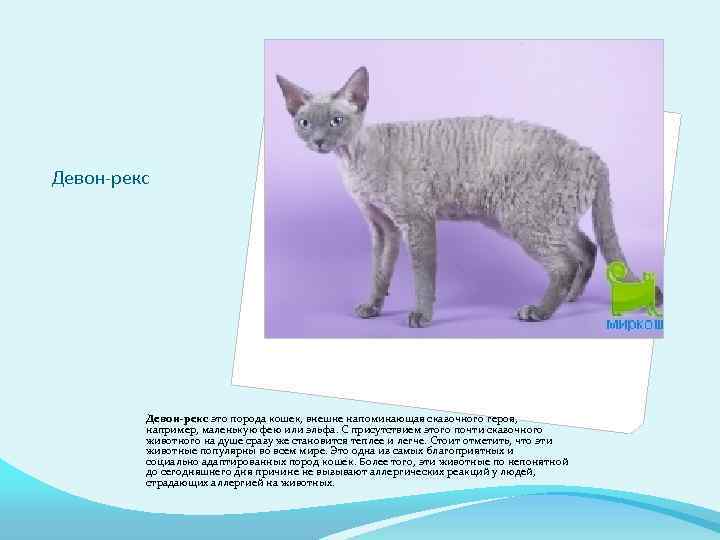 Девон-рекс это порода кошек, внешне напоминающая сказочного героя, например, маленькую фею или эльфа. С