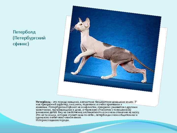 Петерболд (Петербургский сфинкс) Петерболд – это порода изящных, элегантных бесшерстных домашних кошек. У них