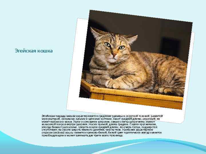 Эгейская кошка Эгейская порода кошек характеризуется средними размера и округлой головой, развитой мускулатурой, сильными