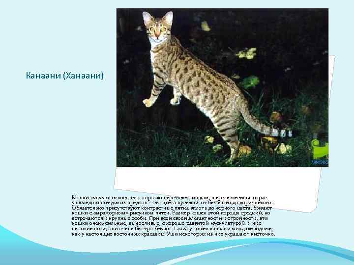 Канаани (Ханаани) Кошки канаани относятся к короткошерстным кошкам, шерсть жесткая, окрас унаследован от диких