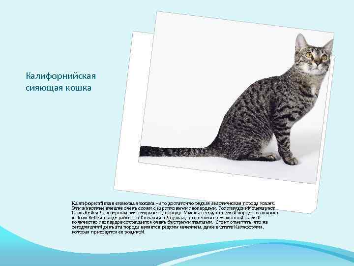 Калифорнийская сияющая кошка – это достаточно редкая экзотическая порода кошек. Эти животные внешне очень