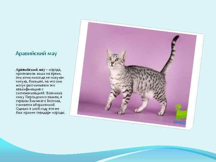 Аравийский мау – порода, признанная лишь на время, эти коты никогда не получат титула,