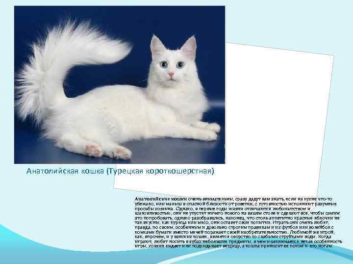 Анатолийская кошка (Турецкая короткошерстная) Анатолийские кошки очень внимательны, сразу дадут вам знать, если на