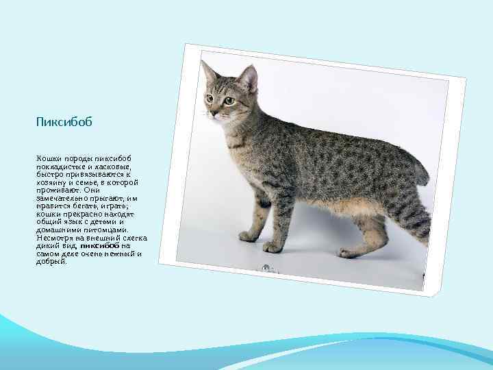 Пиксибоб Кошки породы пиксибоб покладистые и ласковые, быстро привязываются к хозяину и семье, в
