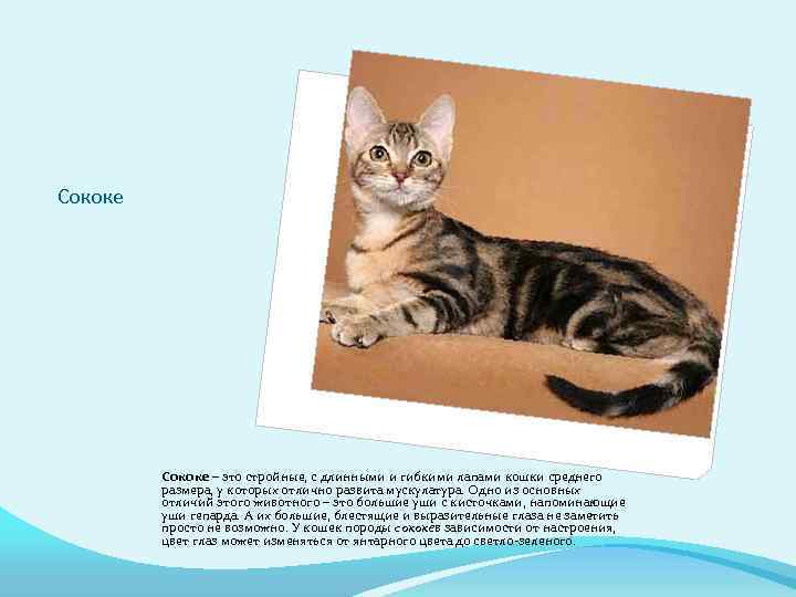 Сококе – это стройные, с длинными и гибкими лапами кошки среднего размера, у которых