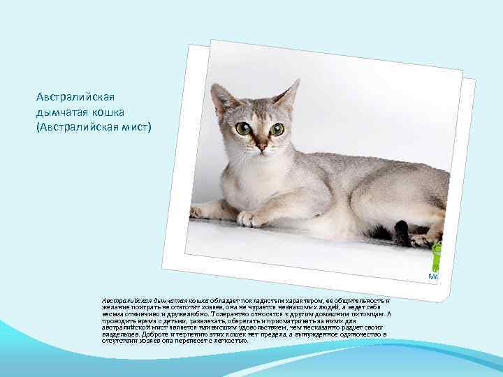 Австралийская дымчатая кошка (Австралийская мист) Австралийская дымчатая кошка обладает покладистым характером, ее общительность и