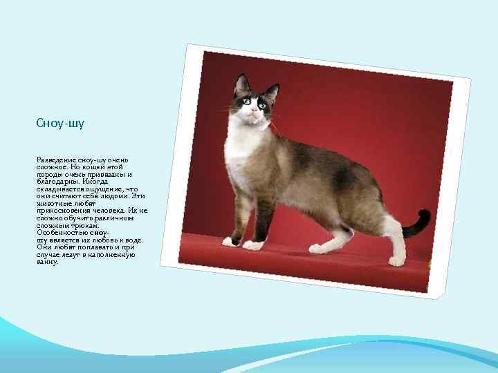Сноу-шу Разведение сноу-шу очень сложное. Но кошки этой породы очень привязаны и благодарны. Иногда