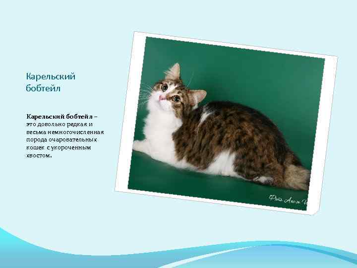 Карельский бобтейл – это довольно редкая и весьма немногочисленная порода очаровательных кошек с укороченным