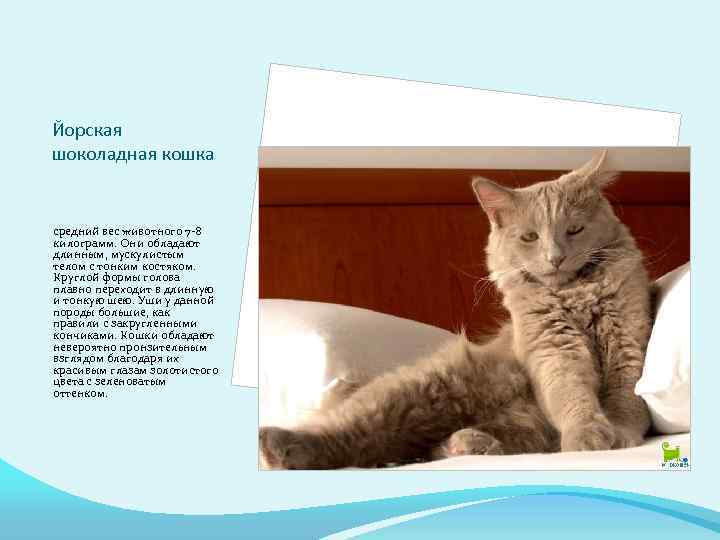 Йорская шоколадная кошка средний вес животного 7 -8 килограмм. Они обладают длинным, мускулистым телом