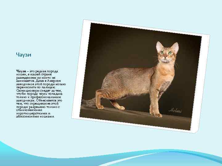 Чаузи – это редкая порода кошек, в нашей стране разведением их никто не занимается.