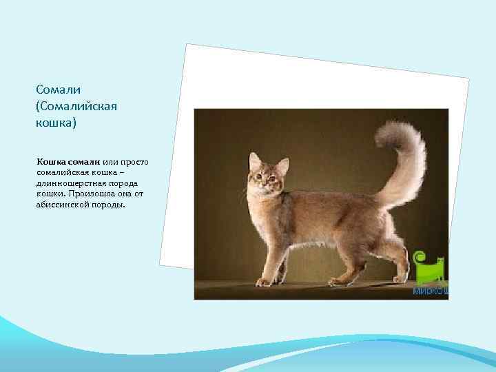 Сомали (Сомалийская кошка) Кошка сомали или просто сомалийская кошка – длинношерстная порода кошки. Произошла