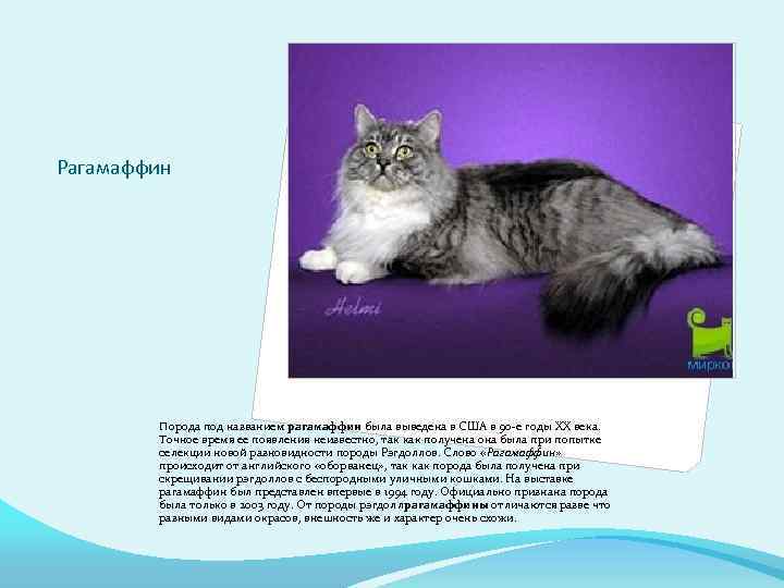 Рагамаффин Порода под названием рагамаффин была выведена в США в 90 -е годы XX
