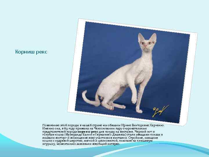 Корниш рекс Появлению этой породы в нашей стране мы обязаны Ирине Викторовне Харченко. Именно