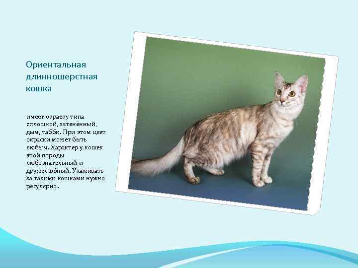 Ориентальная длинношерстная кошка имеет окраску типа сплошной, затенённый, дым, табби. При этом цвет окраски