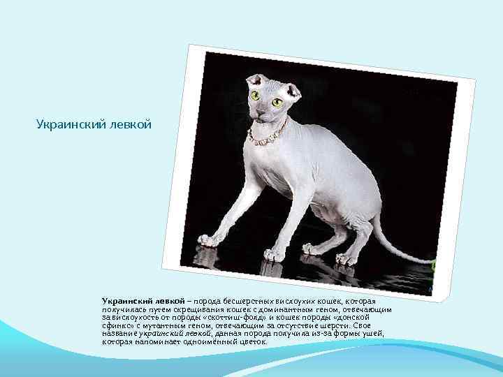 Украинский левкой – порода бесшерстных вислоухих кошек, которая получилась путем скрещивания кошек с доминантным