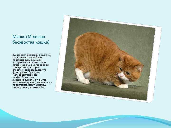 Мэнкс (Мэнская бесхвостая кошка) Да простят любители кошек, но спонтанные сильнейшие положительные эмоции, которые