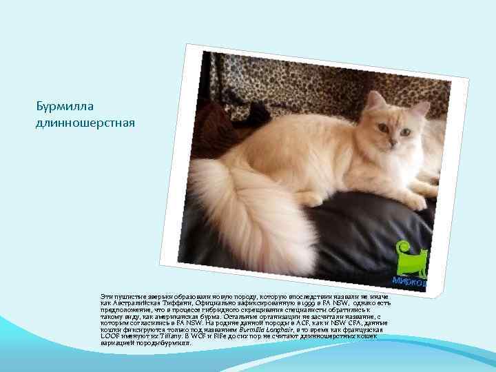 Бурмилла длинношерстная Эти пушистые зверьки образовали новую породу, которую впоследствии назвали не иначе как