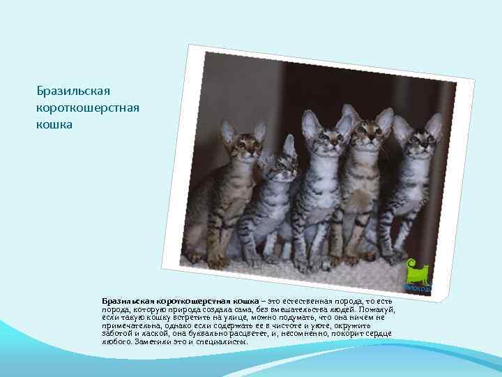 Бразильская короткошерстная кошка – это естественная порода, то есть порода, которую природа создала сама,