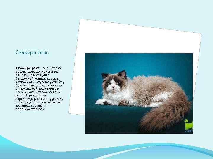 Селкирк рекс – это порода кошек, которая появилась благодаря мутации у бездомной кошки, которая