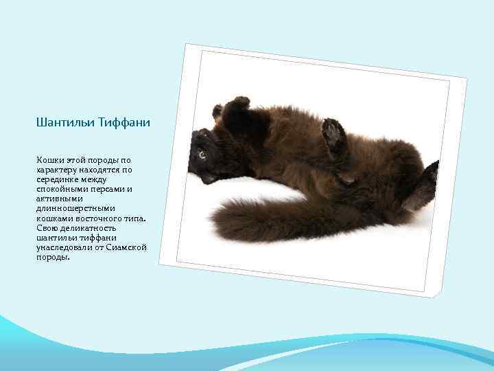 Шантильи Тиффани Кошки этой породы по характеру находятся по серединке между спокойными персами и
