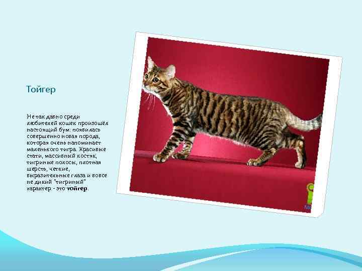 Тойгер Не так давно среди любителей кошек произошёл настоящий бум: появилась совершенно новая порода,