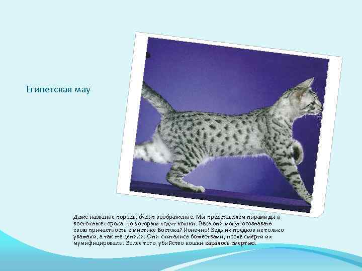 Египетская мау Даже название породы будит воображение. Мы представляем пирамиды и восточные города, по