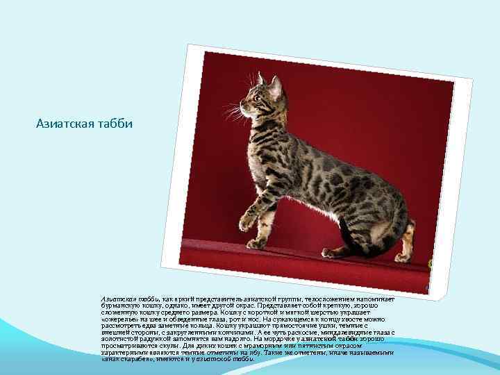Азиатская табби, как яркий представитель азиатской группы, телосложением напоминает бурманскую кошку, однако, имеет другой