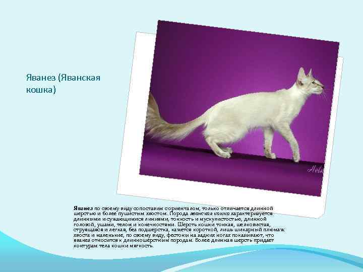 Яванез (Яванская кошка) Яванез по своему виду сопоставим с ориенталом, только отличается длинной шерстью