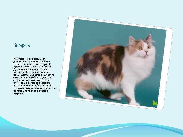 Кимрик – оригинальная длинношерстная бесхвостая кошка с непростой историей происхождения и признания. Долгое время